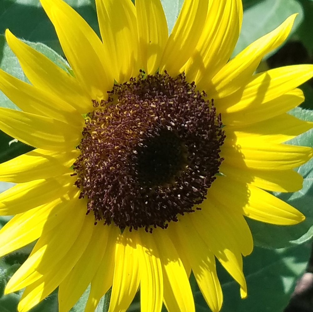 Meet your Posher, Carrie